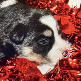 Valentina - Black and white female Pomsky puppy in Wisconsin from Summer's Pomskies