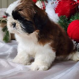French Bulldog and Shih Tzu Puppies from French Bulldogs Planet