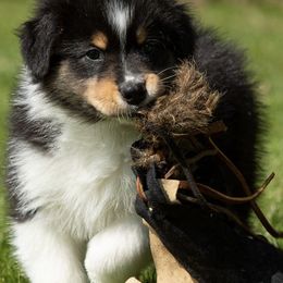 Australian Shepherds from Baywind Aussies