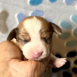 Luna - Piebald female Dachshund puppy in Moreno Valley, California from Purpleheart_doxiess