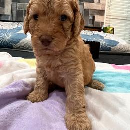 Jaeger Le-Coultre (JJ) - Apricot female Australian Labradoodle puppy in Alamo, Texas from QuiSal Labradoodles
