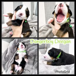 Bernese Mountain Dog Puppies from Red Bridge Berners