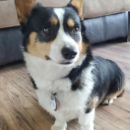 American Corgis from Ruby Mountain Corgis