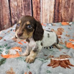Orion - Piebald male Dachshund puppy in Malad City, Idaho from Mountain Sage Dachshunds