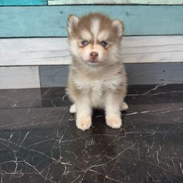 Orbiter - Red and white female Pomsky puppy in Krum, Texas from Paw-Some Pomskies