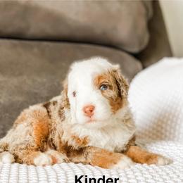 Kinder - Chocolate merle male Bernedoodle puppy in Hudson, Indiana from TurkeyCreek-K9