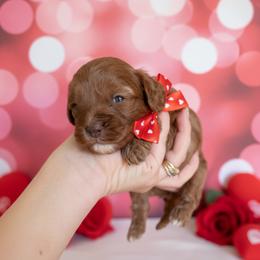 MILO - Red male Cavapoo puppy in 77304, Texas from Little Valley Puppies