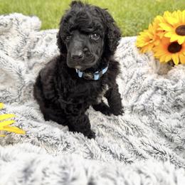 Boy THREE - Black male Poodle puppy in Detroit, Michigan from QaeQaePups LLC