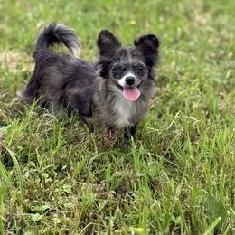 Brook - Chihuahua