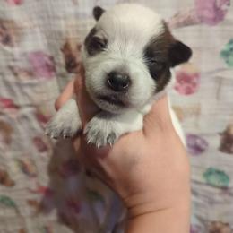 Honey - Red speckled female Australian Cattle Dog puppy in Tulsa, Arkansas from Red Desert Australian Cattle Dogs