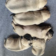 Pug Puppies from Immaculate Pugs