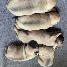 Pug Puppies from Immaculate Pugs