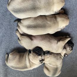 Pug Puppies from Immaculate Pugs