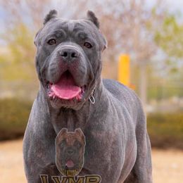 Cane Corso from LVMB