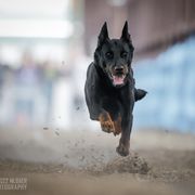 Emmy - Beauceron