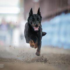 Emmy - Beauceron