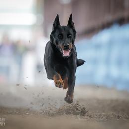 Emmy - Beauceron