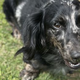 Dachshunds from Taylors Tiny Tails