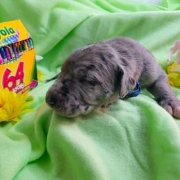 Indigo - Merle male Great Dane puppy in Brookings, South Dakota from Debonair Danes