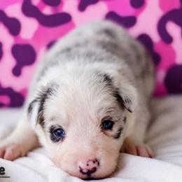 Foxglove - Blue merle male Border Collie puppy in Opelousas, Louisiana from Zahara Border Collies