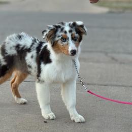 Khaleesi - Blue merle female Australian Shepherd puppy in Lubbock, Texas from REKN’ Kennel Aussies