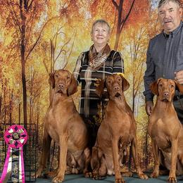 Vizslas from Sizzling Hot Vizsla's