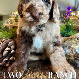 Roo - female Newfypoo puppy in Jackson, Missouri from Two Sisters Ranch, LLC