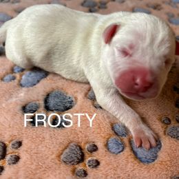 Frosty - American Staffordshire Terrier puppy from Josiah Carter