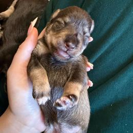 Girl 5 - Liver female Miniature Schnauzer puppy in Fredericksburg, Virginia from Liver Legends