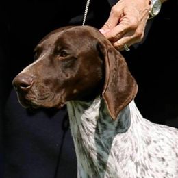 German Shorthaired Pointers from Minado GSPs