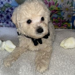 Boy 3 - White male Poodle puppy in Savannah, Georgia from Hollywood Furbabies LLC