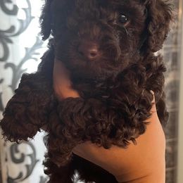 Poodles from Pawsome Poodles