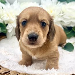 Greer - Red female Dachshund puppy in Exeter, California from Sawtooth Miniature Dachshunds