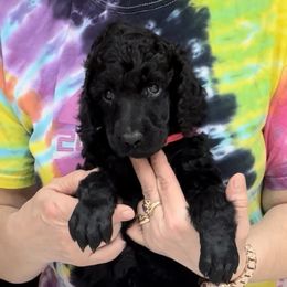 Girl 1 - Black Poodle puppy in Oceanside, New York from Anastasia STANDARD Poodles three four seven seven five four two three four five