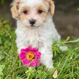 Pink Collared Female - Cream female Maltipoo puppy in Marshallville, Ohio from Grassy Meadow Pups