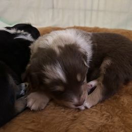 Australian Shepherd Puppies from M3 Sassafrass Ranch