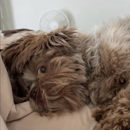 Shih Tzu Puppies from Rollins Farms Shih Tzus