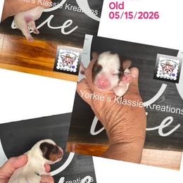 Molly - Chocolate, tan and white female Yorkshire Terrier puppy in Dierks, Arkansas from Yorkie’s Klassie Kreations