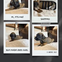 SAPPHO - Red female Afghan Hound puppy in Micanopy, Florida from Fortuna Farms