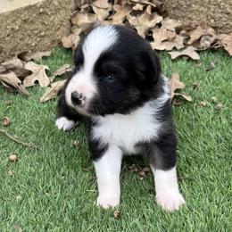 Skylar - Black tri-color female Australian Shepherd puppy in Mount Vernon, Texas from RJ's Aussie Posse