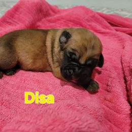 Disa - Fawn female Mastiff puppy in Conroe, Texas from Southern Star English Mastiffs