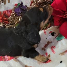 Dachshund Puppies from CLARK'S BREEDING PROGRAM