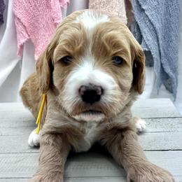 Yellow Girl - Red  female Goldendoodle puppy in Travelers Rest, South Carolina from Bailey Mountain Doodles