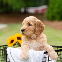 Goldendoodle Puppies from Ellie's Goldendoodles