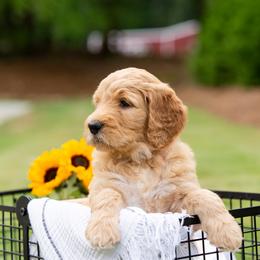 Goldendoodle Puppies from Ellie's Goldendoodles