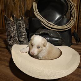 Boy 1 - Gold male Border Collie puppy in Buckhannon, West Virginia from Broken Spur Farm