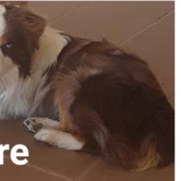 Cardigan Welsh Corgis, Miniature Australian Shepherds, and Pembroke Welsh Corgis from Rancho Sandoval Corgis and Mini Aussies