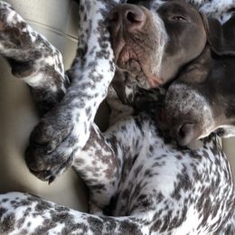 German Shorthaired Pointer All Grown Up from Pinecrest German Shorthair Pointers