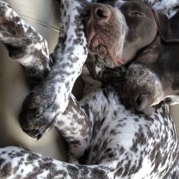 German Shorthaired Pointer All Grown Up from Pinecrest German Shorthair Pointers