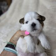 Ginger - Brown and white female Shichon puppy in Ronda, North Carolina from Willow River